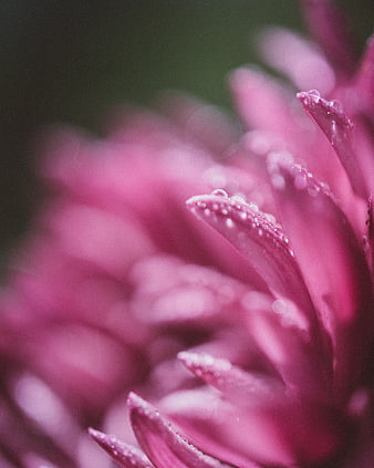 Close-up of pink flower petals with water droplets