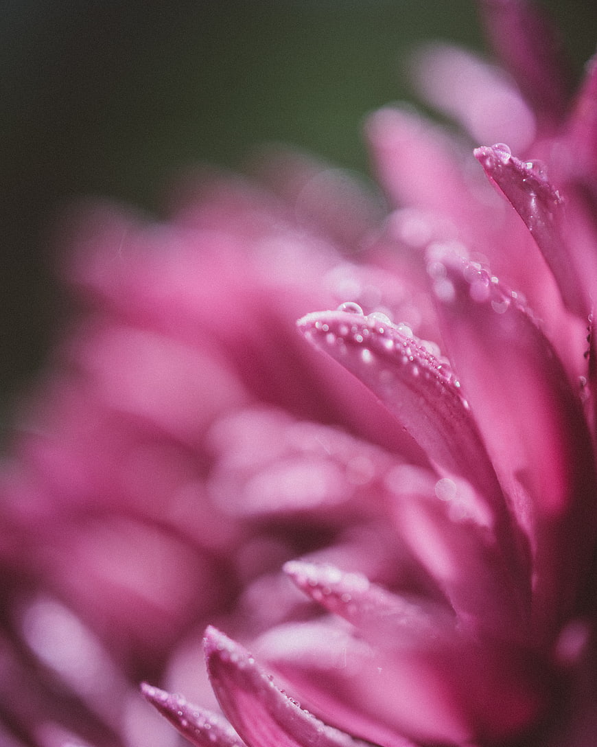 Close-up of pink flower petals with water droplets