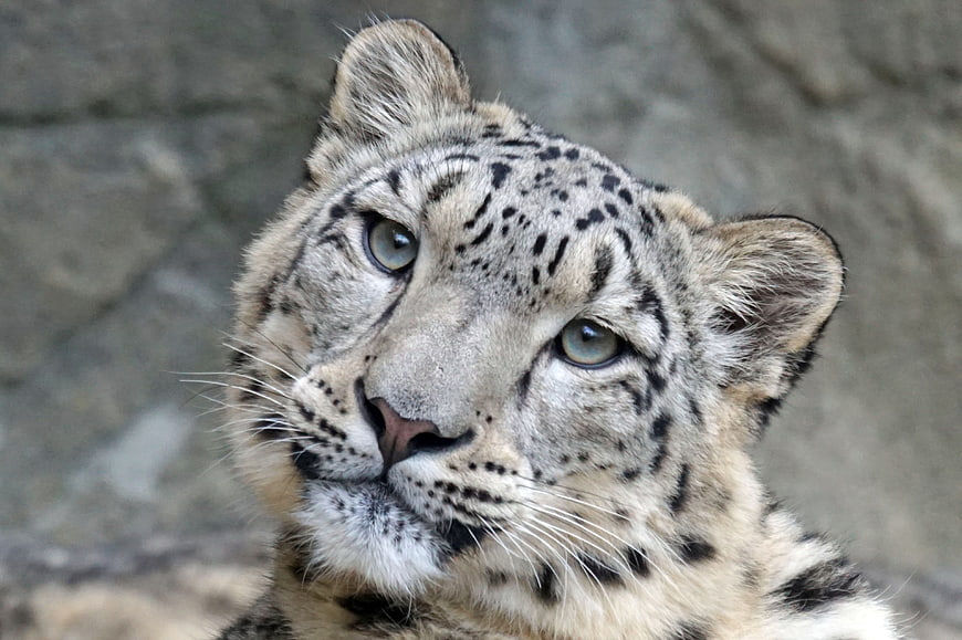 Close-up portrait of a snow leopard with piercing eyes