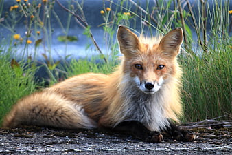 Red Fox Lying In Grass Near Water