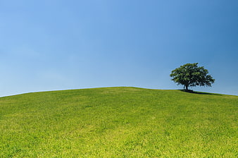 Lone Tree on Green Hill Under Blue Sky