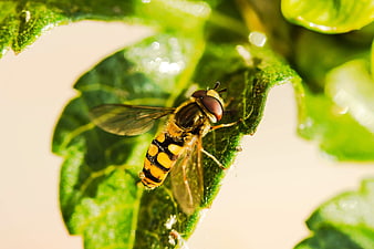 Close-up of a Hoverfly on a Green Leaf