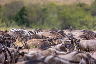 Wildebeest and Zebra Herd Migration in African Savanna