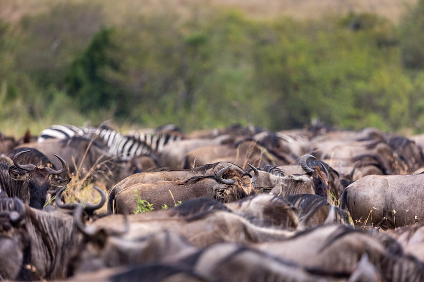Wildebeest and Zebra Herd Migration in African Savanna