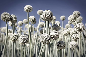 Field of blooming allium flowers against blue sky