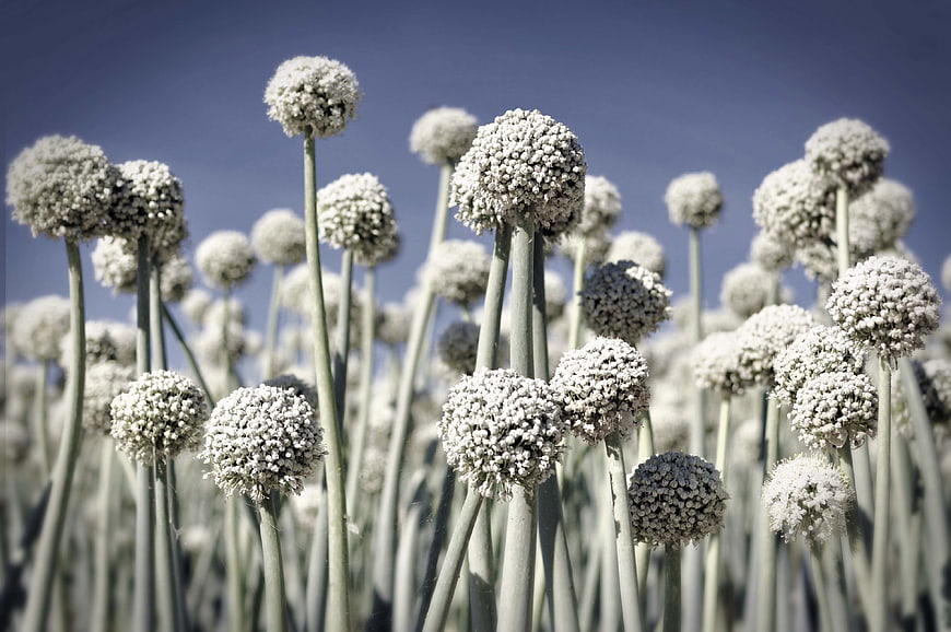 Field of blooming allium flowers against blue sky