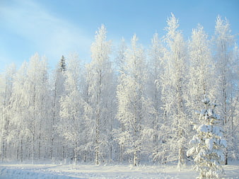 Frosty birch forest landscape with snow-covered trees and blue sky