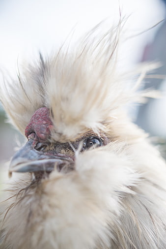 Close-up portrait of a Silkie chicken with fluffy white feathers