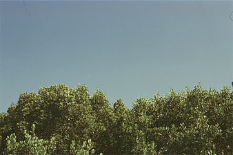 Green Tree Tops Against Clear Blue Sky Background