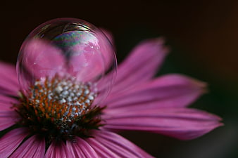 Macro Soap Bubble on Pink Coneflower Petals