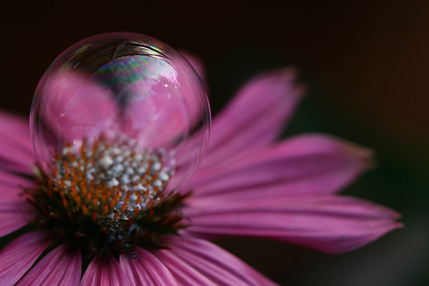 Macro Soap Bubble on Pink Coneflower Petals