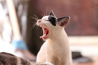 Cute white and black kitten yawning in profile
