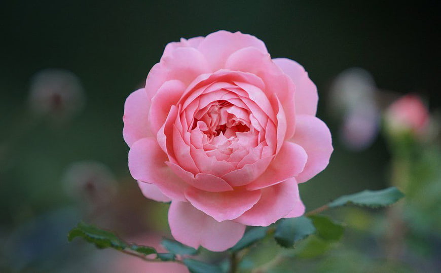 Close-up of a delicate pink rose bloom in a garden
