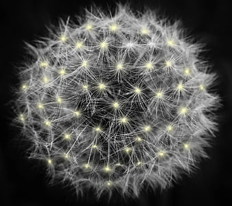 Macro photography of a glowing white dandelion seed head on black