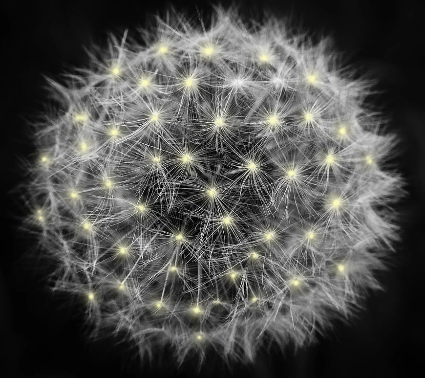 Macro photography of a glowing white dandelion seed head on black