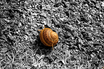 Close-up of a snail on gravel with selective color