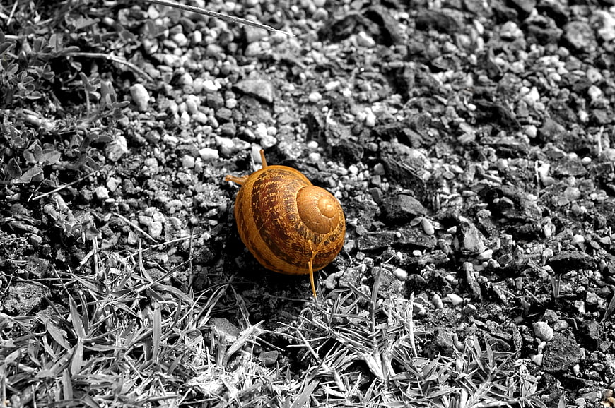 Close-up of a snail on gravel with selective color