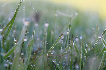 Close-up of green grass blades with morning dew drops