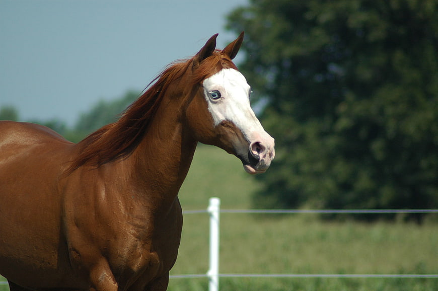 Chestnut Horse With White Blaze In Pasture