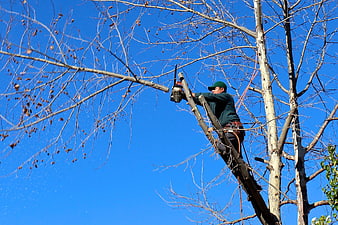 Arborist Pruning Tree Branches With Chainsaw Against Blue Sky