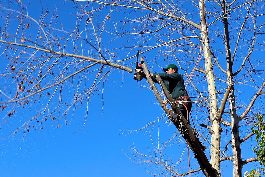 Arborist Pruning Tree Branches With Chainsaw Against Blue Sky