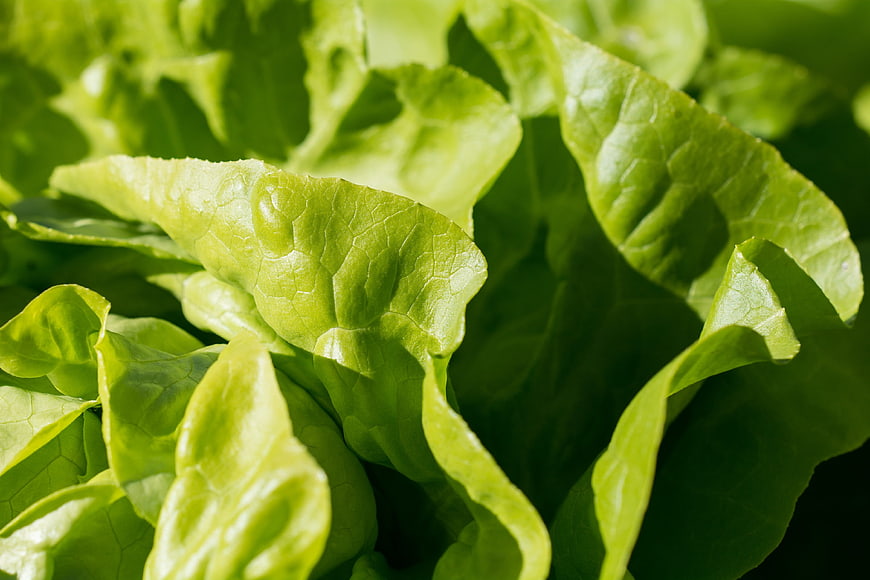 Close-up of fresh green lettuce leaves with natural sunlight