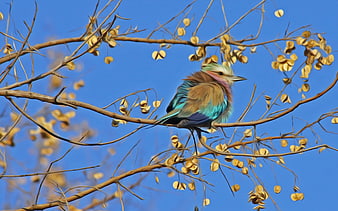 Colorful Lilac-breasted Roller Perched On Bare Branches Against Blue Sky