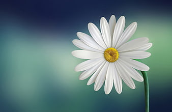 White Daisy Flower on Blue Green Gradient Background