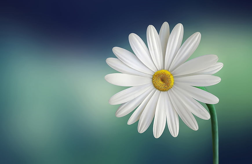 White Daisy Flower on Blue Green Gradient Background