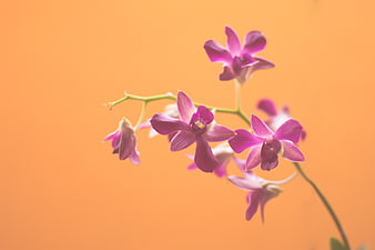 Purple Orchid Flowers on Vibrant Orange Background