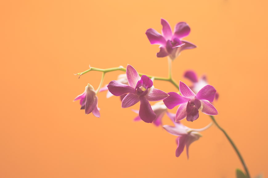 Purple Orchid Flowers on Vibrant Orange Background