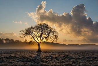 Solitary Tree Silhouette at Golden Hour Sunrise