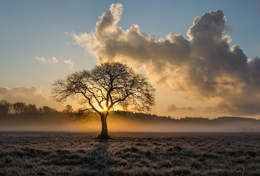 Solitary Tree Silhouette at Golden Hour Sunrise