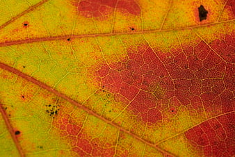 Macro Close-Up of Colorful Autumn Leaf Texture
