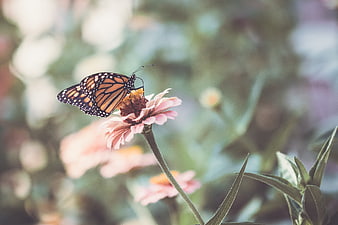 Monarch Butterfly on Pink Zinnia Flower in Garden