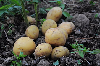 Freshly harvested yellow potatoes resting in dark garden soil