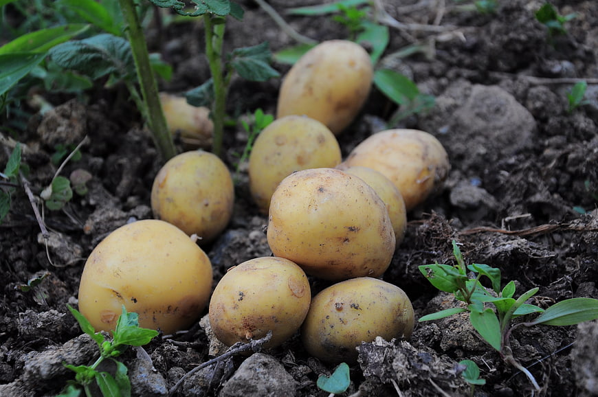 Freshly harvested yellow potatoes resting in dark garden soil