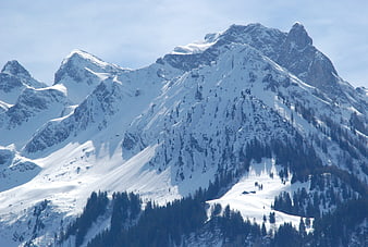 Snow-Covered Mountain Peaks with Pine Forest
