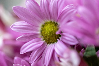 Close-up of pink chrysanthemum flower with green center