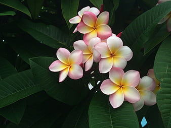 Pink and yellow frangipani flowers blooming on a tropical plant