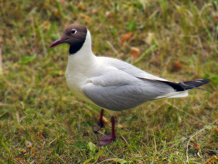 Brown-headed Seagull Standing in Green Grass