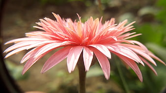 Close-up of a vibrant pink gerbera daisy in a garden