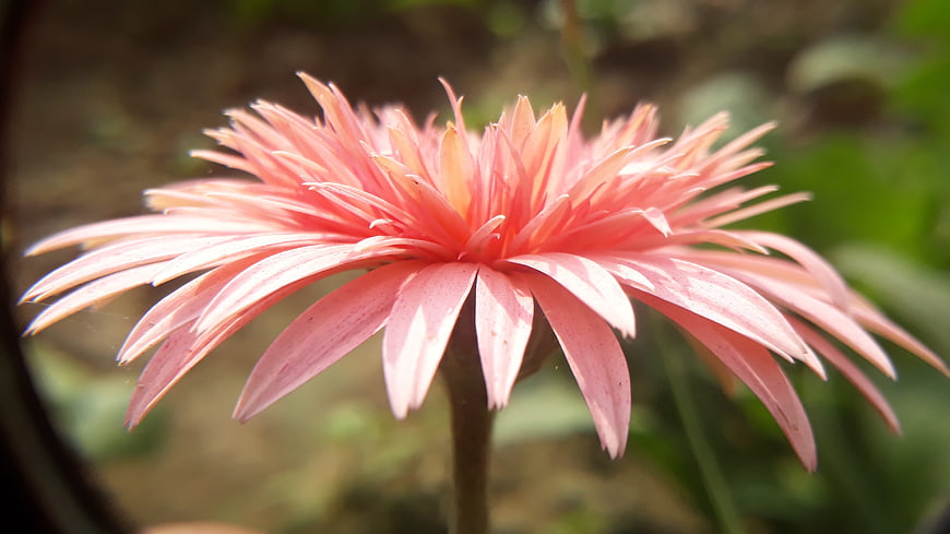 Close-up of a vibrant pink gerbera daisy in a garden