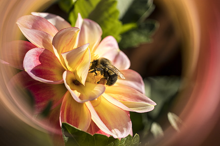 Bee Pollinating Pink and Yellow Dahlia Flower Close Up