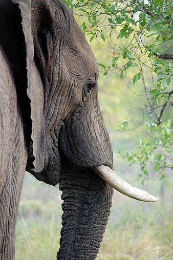 Close-up of African Elephant Head and Trunk in Nature