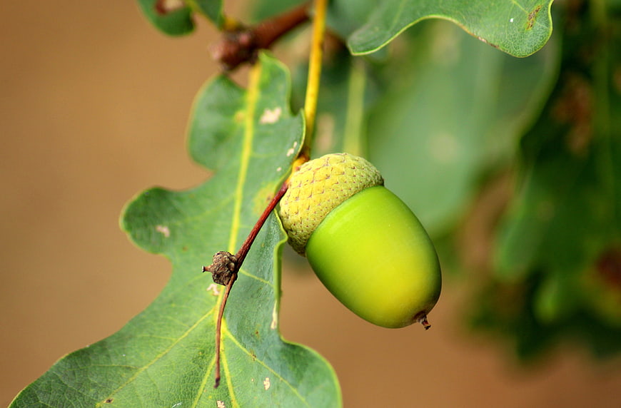 Green Acorn on Oak Branch with Leaves