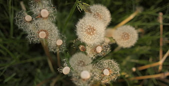 Close-up of fluffy dandelion seed heads in green grass
