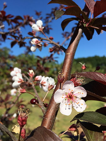 Cherry Blossom Close-Up on Branch with Blue Sky