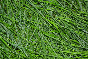 Close-up of wet green grass with water droplets