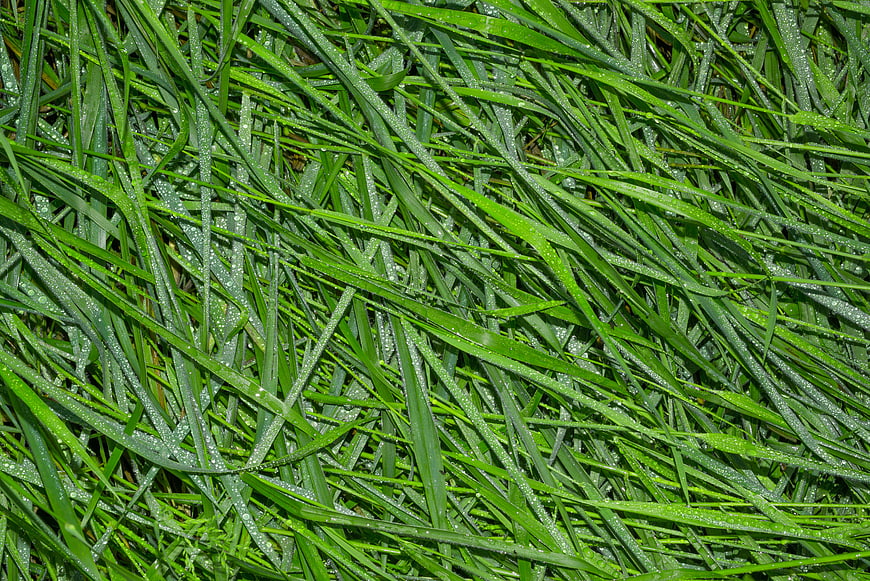 Close-up of wet green grass with water droplets